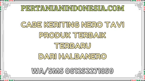 Cabe Keriting Nero Tavi Produk Terbaik Terbaru Dari Halbanero